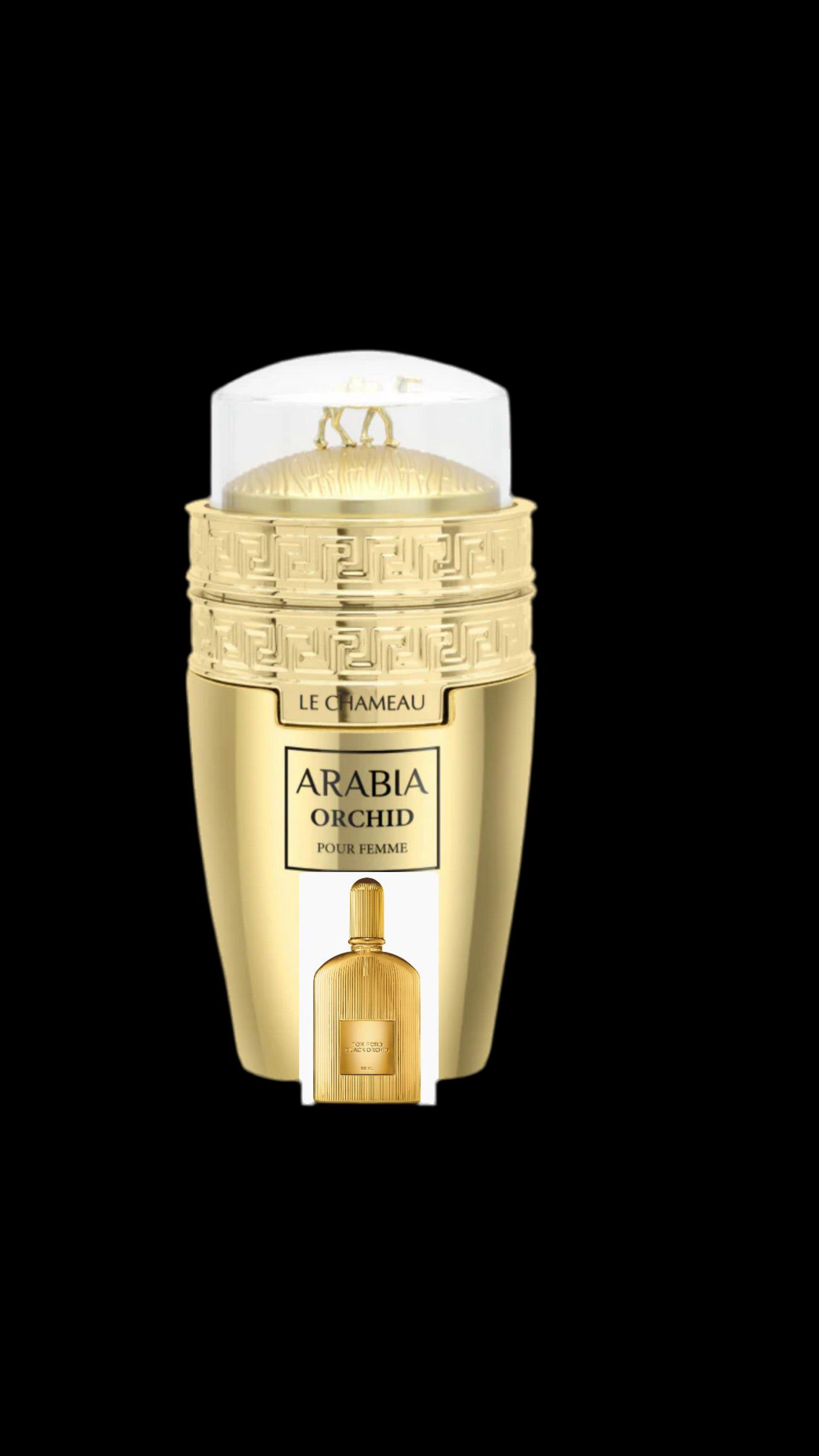 Arabia Orchid (Emper Lechameu )